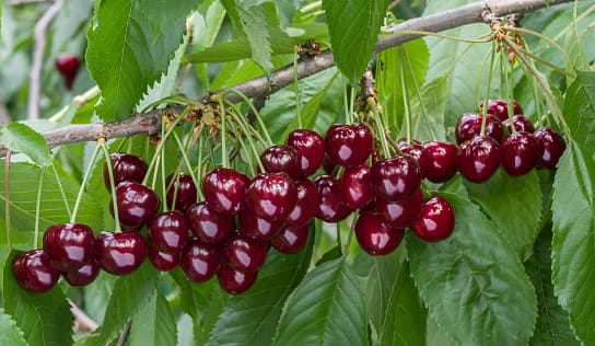 istockphoto-1095044426-170667a.jpg