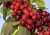 cherries3.jpg