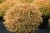 993075500_tuya-zahidna-golden.jpg