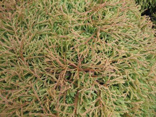 gf-CmTi-HvmW-STAZ_zywotnik-zachodni-golden-tuffet-1920x1080-nocrop.jpg