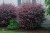 pol_pl_Berberys-thunberga-Atropurpurea-1963_5.jpg