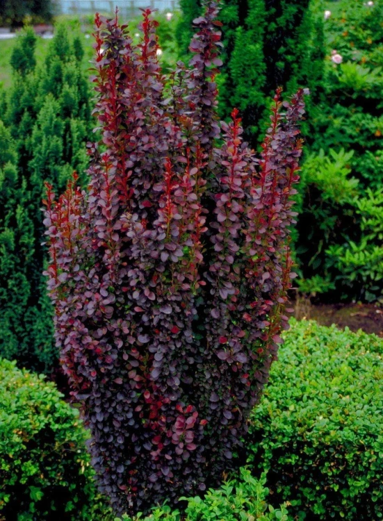 berberys-thunberga-red-rocket.jpg