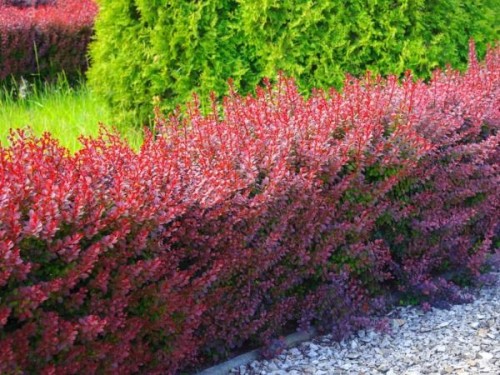 L019-berberys-thunberga-red-rocket-1.jpg
