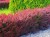 L019-berberys-thunberga-red-rocket-1.jpg