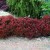 berberys-thunberga-bagatelle_17__1.jpg
