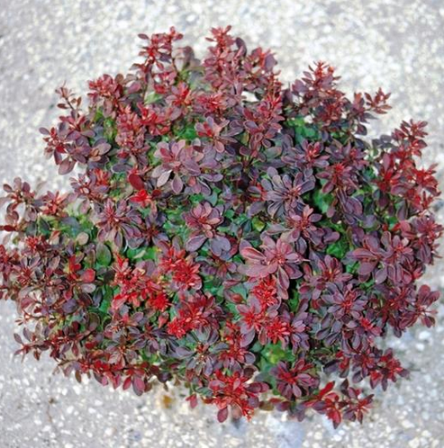 plant_1385_shoot_20170728125449.png