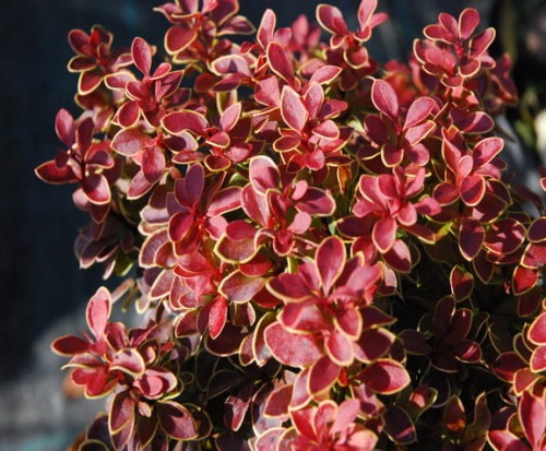 berberis_thunbergii_admiration_listki_ns.jpg