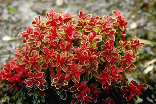 berberys-thunberga-coral-berberis-thunbergii.jpg