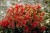 berberys-thunberga-coral-berberis-thunbergii.jpg