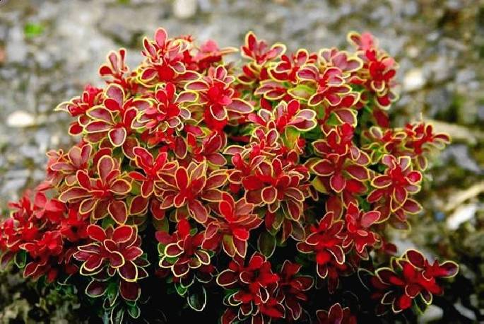 berberys-thunberga-coral-berberis-thunbergii.jpg